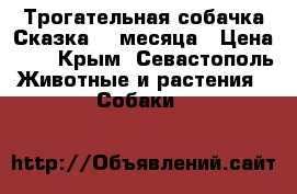 Трогательная собачка Сказка. 4 месяца › Цена ­ 1 - Крым, Севастополь Животные и растения » Собаки   